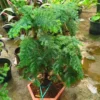 Buy Araucaria Cunninghamii Bonsai (Hoop Pine) – Plant from Nursery Nisarga