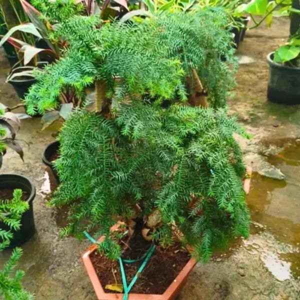 Buy Araucaria Cunninghamii Bonsai (Hoop Pine) – Plant from Nursery Nisarga