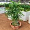 Buy Araucaria Cunninghamii Bonsai (Hoop Pine) – Plant from Nursery Nisarga