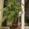 Buy Araucaria Cunninghamii Bonsai (Hoop Pine) – Plant from Nursery Nisarga