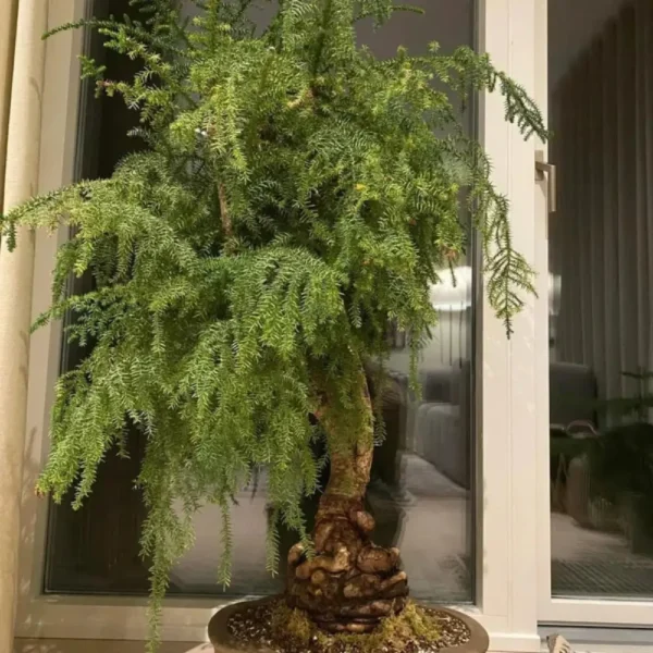 Buy Araucaria Cunninghamii Bonsai (Hoop Pine) – Plant from Nursery Nisarga