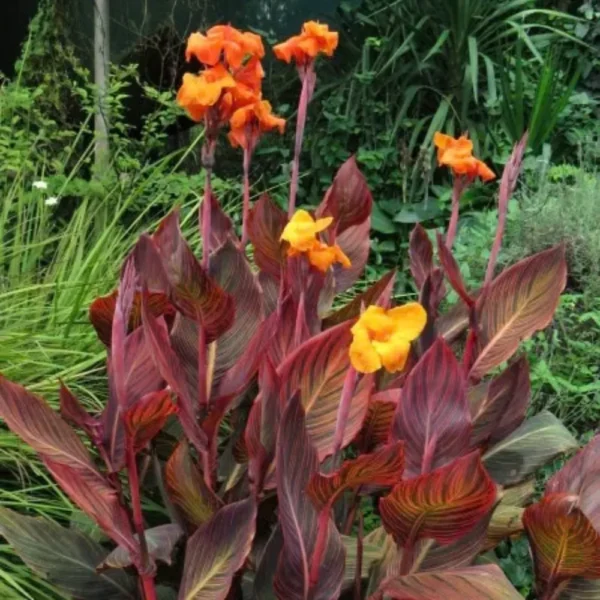 Buy Canna Lily " Orange Flower with Variegated Red Leaves "- Plant from Nursery Nisarga