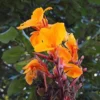 Canna Lily " Orange Flower with Variegated Red Leaves "- Plant