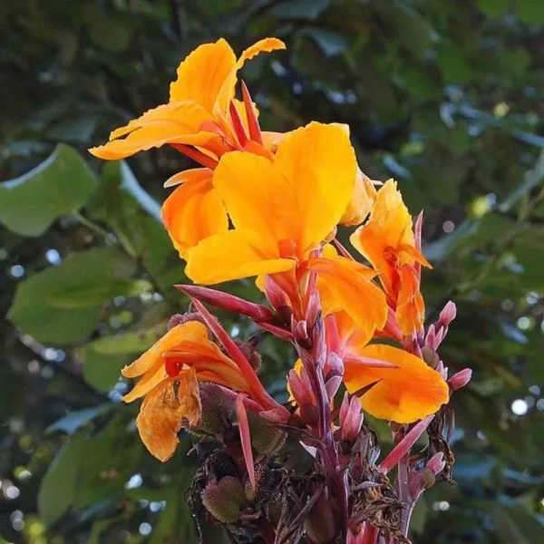 Canna Lily " Orange Flower with Variegated Red Leaves "- Plant