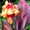 Canna Lily " Orange Flower with Variegated Red Leaves "- Plant