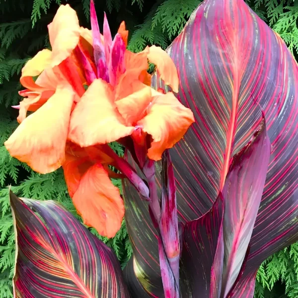 Canna Lily " Orange Flower with Variegated Red Leaves "- Plant