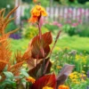 Canna Lily " Orange Flower with Variegated Red Leaves "- Plant