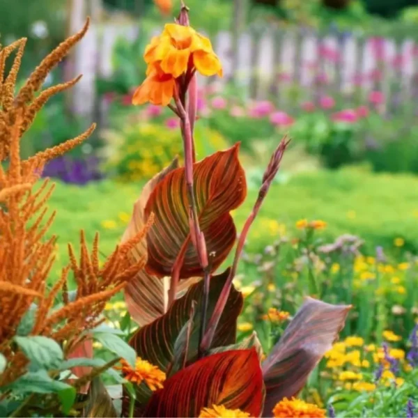 Canna Lily " Orange Flower with Variegated Red Leaves "- Plant