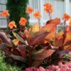 Canna Lily " Orange Flower with Variegated Red Leaves "- Plant