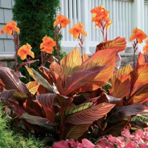 Canna Lily " Orange Flower with Variegated Red Leaves "- Plant