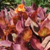 Canna Lily " Orange Flower with Variegated Red Leaves "- Plant
