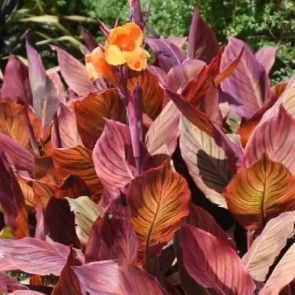 Canna Lily " Orange Flower with Variegated Red Leaves "- Plant