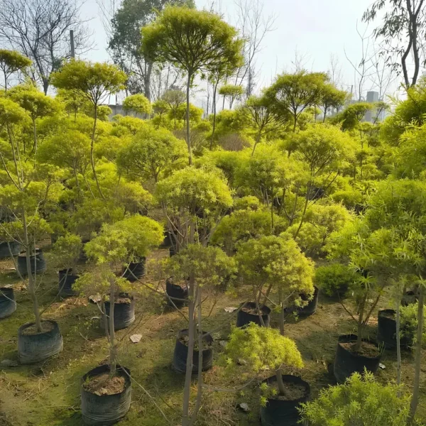 Buy Golden Bottle Brush Tapori Plant at Nursery Nisarga