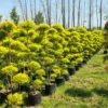 Buy Golden Bottle Brush Tapori Plant at Nursery Nisarga