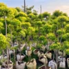Buy Golden Bottle Brush Tapori Plant at Nursery Nisarga