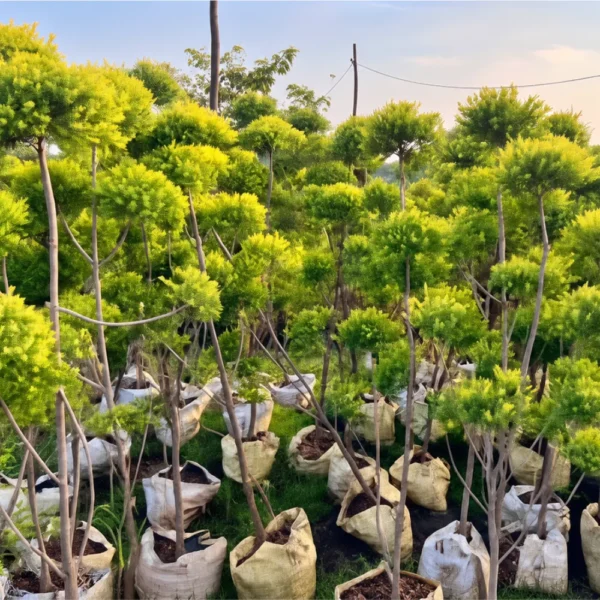Buy Golden Bottle Brush Tapori Plant at Nursery Nisarga