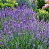 Buy Lavender flower "Lavandula" - plant from Nursery Nisarga