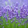 Buy Lavender flower “Lavandula” – plant from Nursery Nisarga