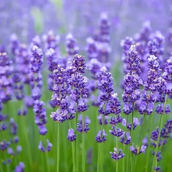 Buy Lavender flower “Lavandula” – plant from Nursery Nisarga