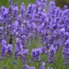 Buy Lavender flower “Lavandula” – plant from Nursery Nisarga