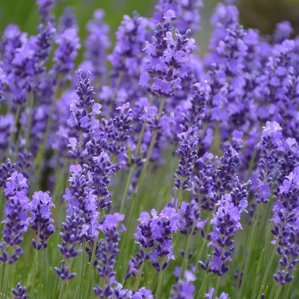 Buy Lavender flower “Lavandula” – plant from Nursery Nisarga