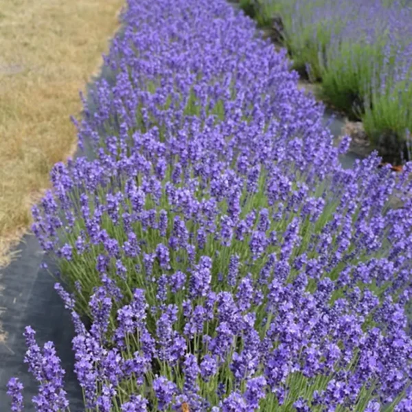 Buy Lavender flower “Lavandula” – plant from Nursery Nisarga