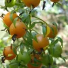 Buy Lemon Vine (Pereskia Aculeata)| Barbados Gooseberry - Plant from Nursery Nisarga