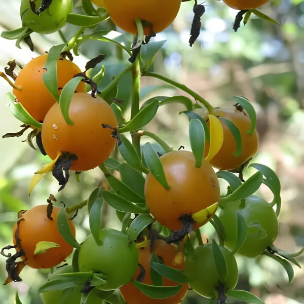 Buy Lemon Vine (Pereskia Aculeata)| Barbados Gooseberry - Plant from Nursery Nisarga