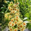 Buy Lemon Vine (Pereskia Aculeata)| Barbados Gooseberry - Plant from Nursery Nisarga