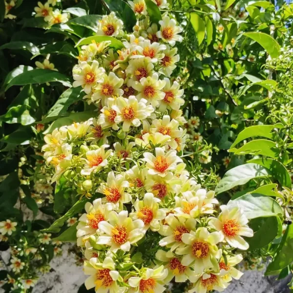 Buy Lemon Vine (Pereskia Aculeata)| Barbados Gooseberry - Plant from Nursery Nisarga