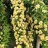 Buy Lemon Vine (Pereskia Aculeata)| Barbados Gooseberry - Plant from Nursery Nisarga