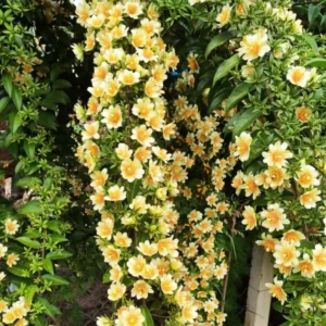 Buy Lemon Vine (Pereskia Aculeata)| Barbados Gooseberry - Plant from Nursery Nisarga