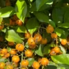 Buy Lemon Vine (Pereskia Aculeata)| Barbados Gooseberry - Plant from Nursery Nisarga