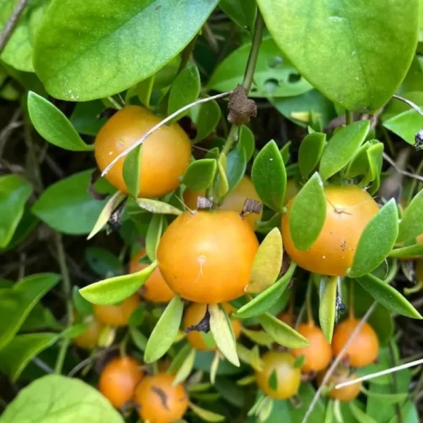 Buy Lemon Vine (Pereskia Aculeata)| Barbados Gooseberry - Plant from Nursery Nisarga