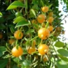 Buy Lemon Vine (Pereskia Aculeata)| Barbados Gooseberry - Plant from Nursery Nisarga
