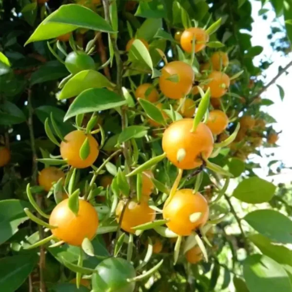 Buy Lemon Vine (Pereskia Aculeata)| Barbados Gooseberry - Plant from Nursery Nisarga