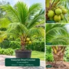 Buy Malaysian Dwarf Coconut "Cocos Nucifera" - Plant from Nursery Nisarga