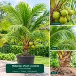 Buy Malaysian Dwarf Coconut "Cocos Nucifera" - Plant from Nursery Nisarga
