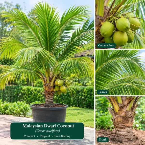 Buy Malaysian Dwarf Coconut "Cocos Nucifera" - Plant from Nursery Nisarga
