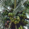 Buy Malaysian Dwarf Coconut "Cocos Nucifera" - Plant from Nursery Nisarga