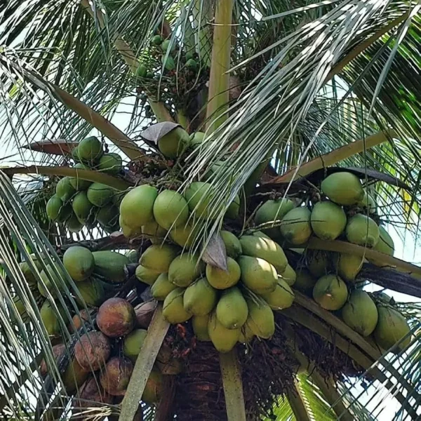 Buy Malaysian Dwarf Coconut "Cocos Nucifera" - Plant from Nursery Nisarga