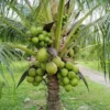 Buy Malaysian Dwarf Coconut "Cocos Nucifera" - Plant from Nursery Nisarga