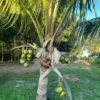 Buy Malaysian Dwarf Coconut "Cocos Nucifera" - Plant from Nursery Nisarga