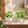 Buy Festive Decor Pothos Plant Combo from Nursery Nisarga