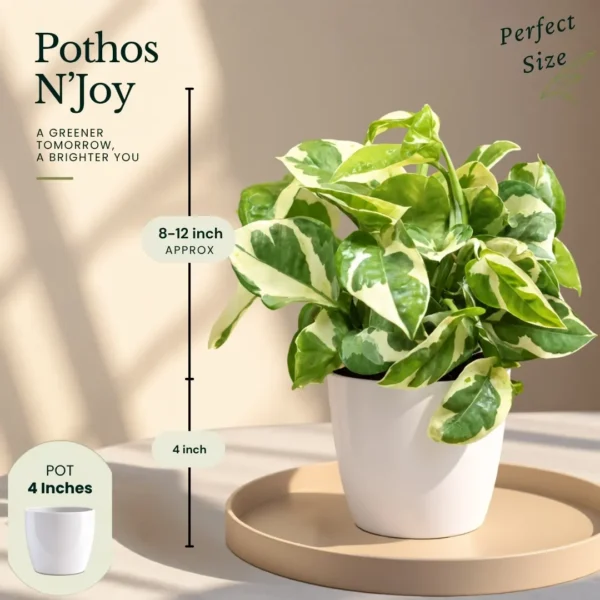 Buy Festive Decor Pothos Plant Combo from Nursery Nisarga
