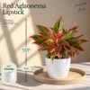 Buy Festive Decor Aglaonema Combo Plant from Nursery Nisarga
