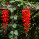 Buy Red jade vine "Mucuna Bennettii" creeper - plant from Nursery Nisarga