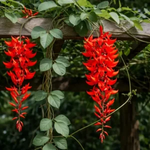 Buy Red jade vine "Mucuna Bennettii" creeper - plant from Nursery Nisarga