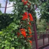 Buy Red jade vine "Mucuna Bennettii" creeper - plant from Nursery Nisarga