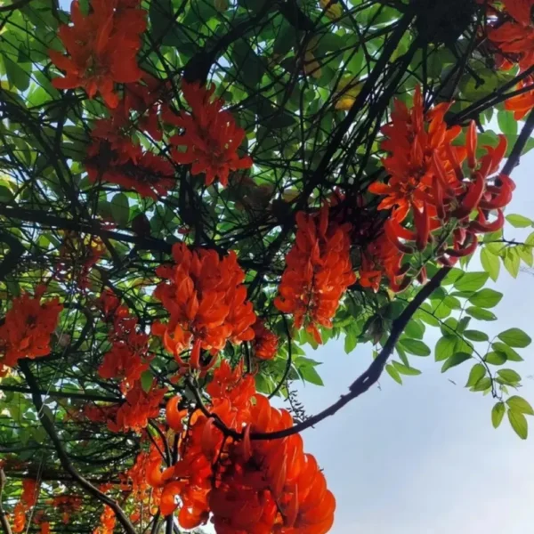 Buy Red jade vine "Mucuna Bennettii" creeper - plant from Nursery Nisarga